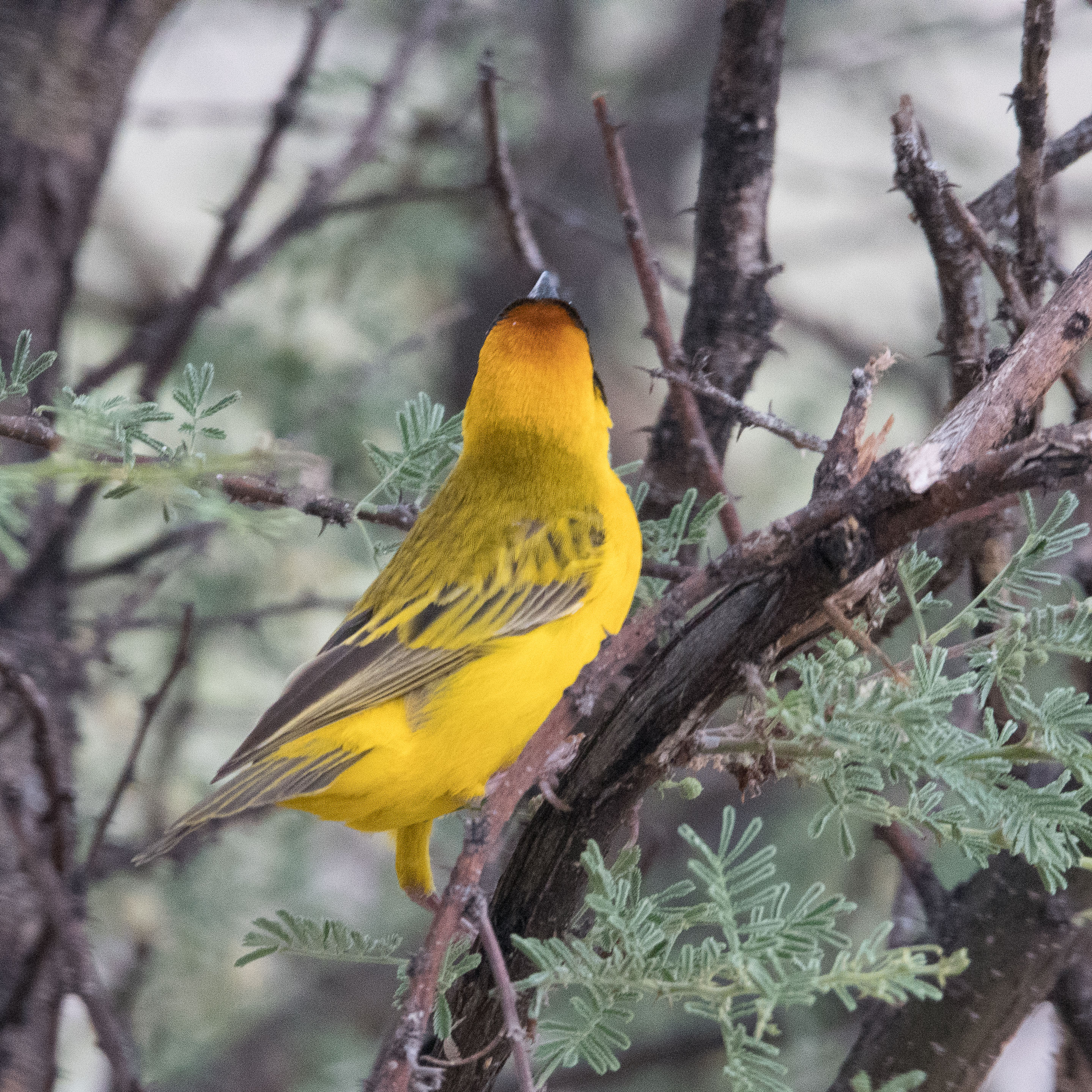 Tisserin à tête rousse, ou à front noir, ou masqué (Southern masked-weaver, Ploceus velatus), mâle nuptial de dos, Onguma Nature Reserve, Etosha, Namibie.